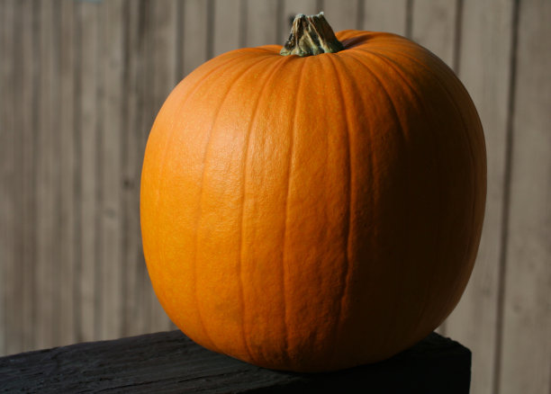 自然光照下的南瓜图片下载