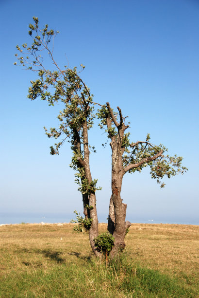栎属冬青-常绿橡树图片下载