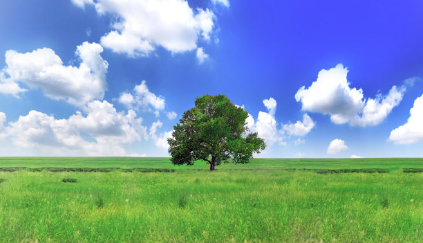 在绿色的田野上孤零零的一棵大树。全景图片下载