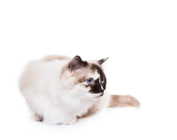 白色的布娃娃猫图片下载