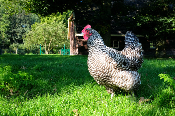 儿童夜宵图片下载