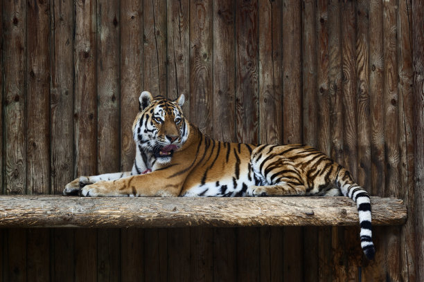 动物园里的老虎图片下载