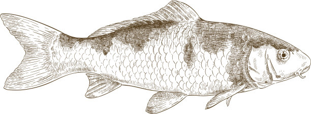 锦鲤雕刻插图图片下载