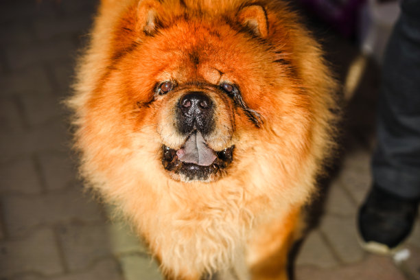 狮子头狗松狮犬图片下载