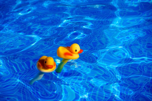 游泳池里的橡皮鸭图片下载