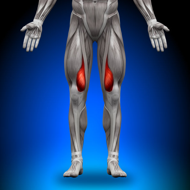 股内侧肌-解剖肌图片下载