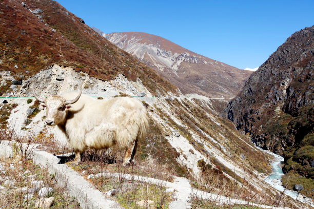 悬崖上的牦牛图片下载