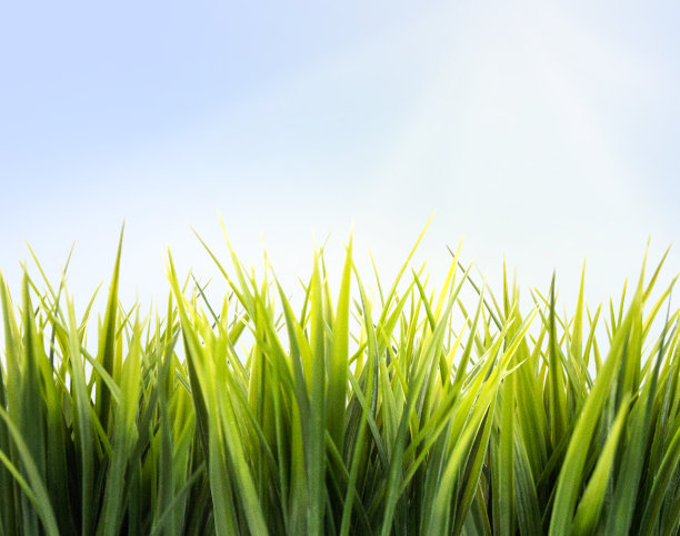 新鲜的绿色在阳光下生长的草的特写照片图片下载