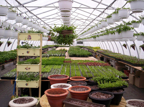 温室植物图片下载