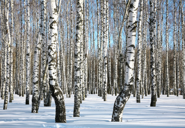 阳光明媚的冬天白桦林图片下载