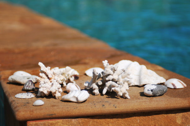 池塘附近的珊瑚、贝壳和石头图片下载