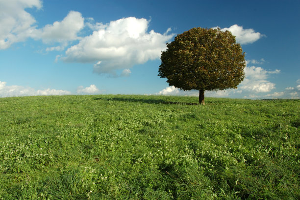 孤独的树图片下载