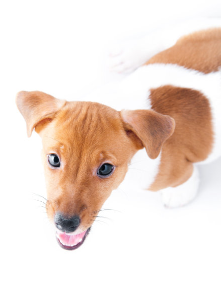 小狗杰克罗素图片下载