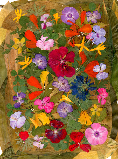 杂色的多色贴花，干压花的清理图片下载