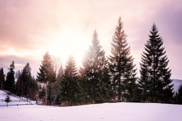 下雪时的圣诞树图片下载