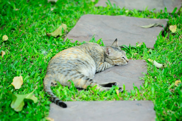 那只猫图片下载