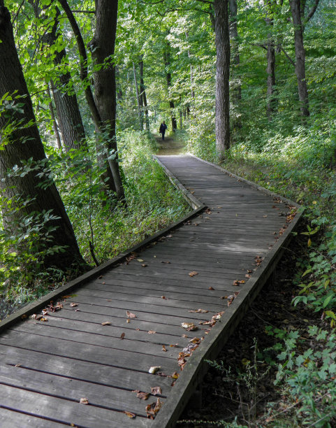 在树林里漫步图片下载