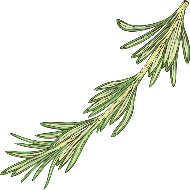 鲜绿的迷迭香图片下载