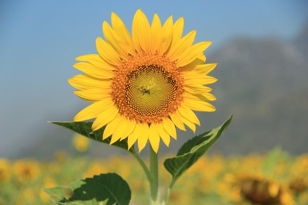 美丽的向日葵图片下载