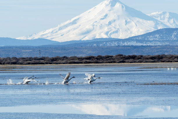 号手天鹅在沙斯塔山前面起飞图片下载