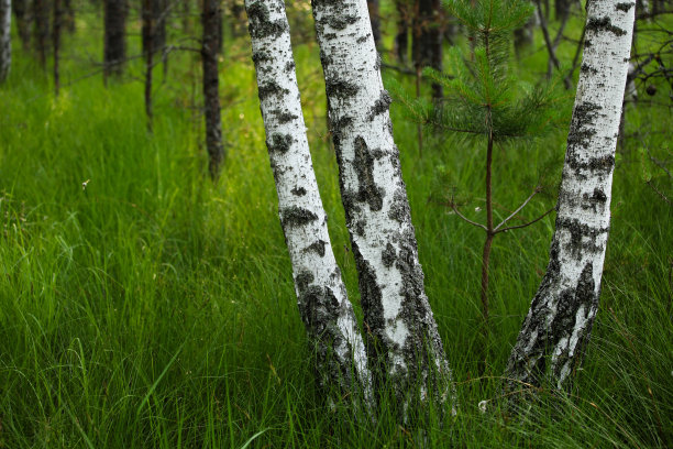 在充满活力的绿色草地上的桦树图片下载