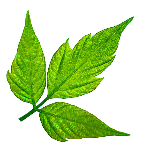 绿色的叶子图片下载