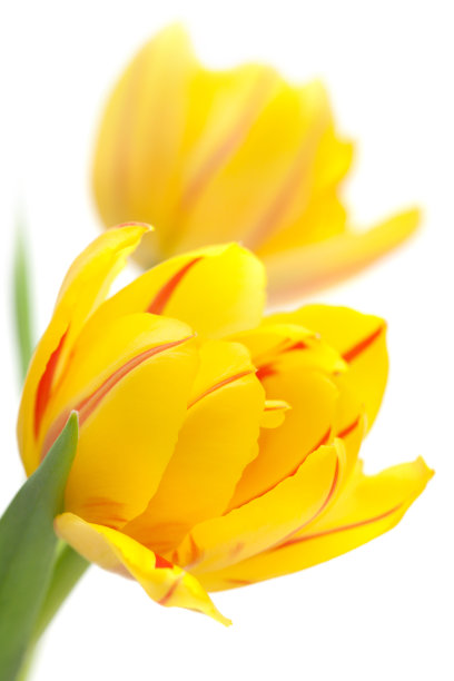 黄色郁金香图片下载