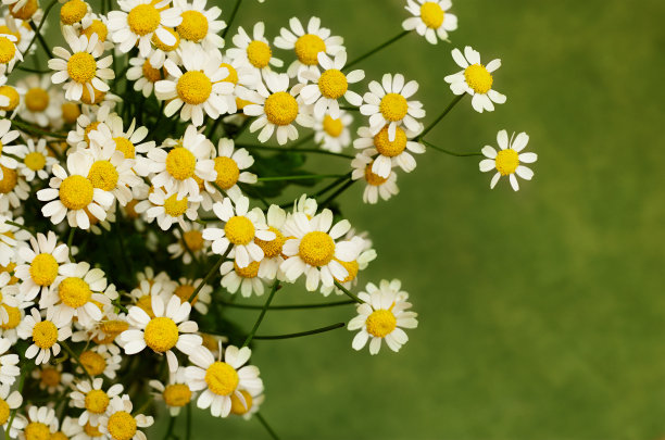 小雏菊花图片下载