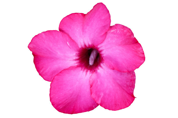 沙漠玫瑰图片下载