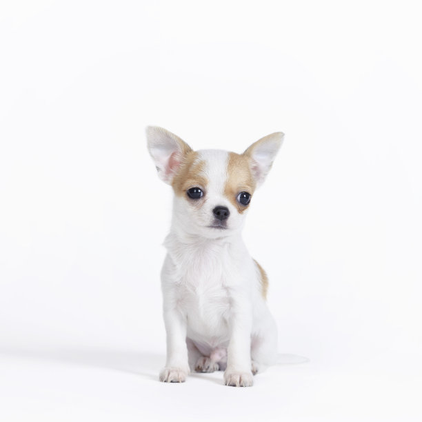 吉娃娃小狗肖像图片下载