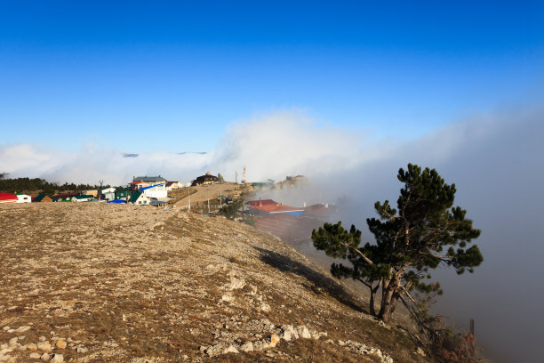 雾和树木图片下载