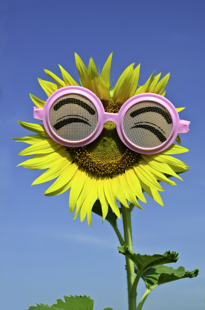 笑脸向日葵戴着有趣的眼镜在蓝天下图片下载