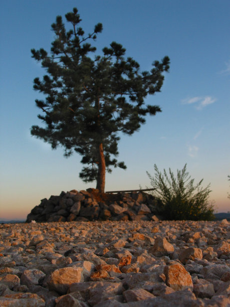 石头和一棵树图片下载