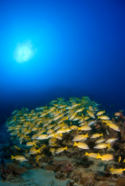 阳光下的鱼群图片下载