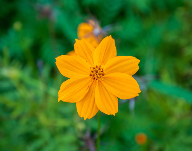 花与绿叶背景图片下载