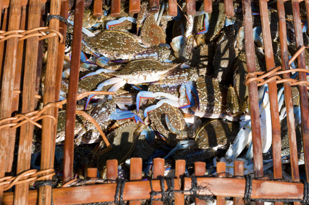 柬埔寨，凯普，蓝蟹图片下载