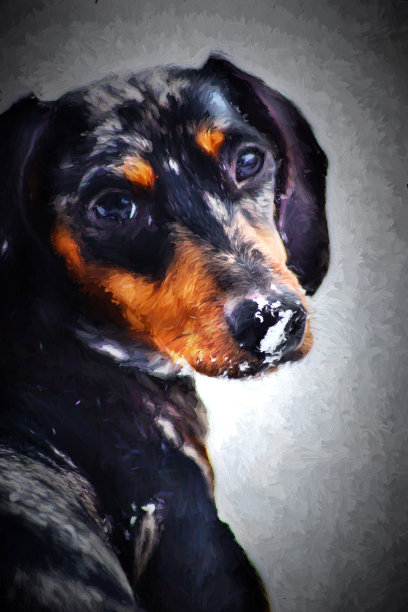 画腊肠犬(特克尔)油画效果，鼻子上有雪图片下载
