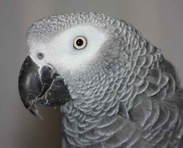 非洲灰鹦鹉图片下载