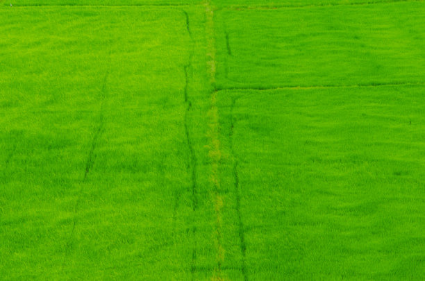 稻田背景在一个阳光明媚的日子。图片下载