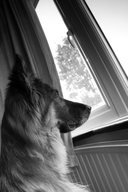 往窗外看的德国牧羊犬图片下载