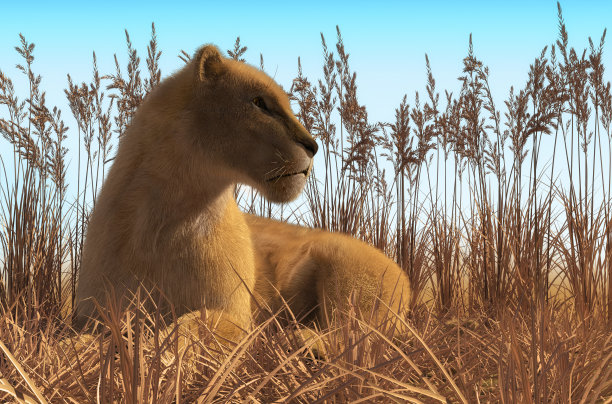 躺在草地上的母狮图片下载