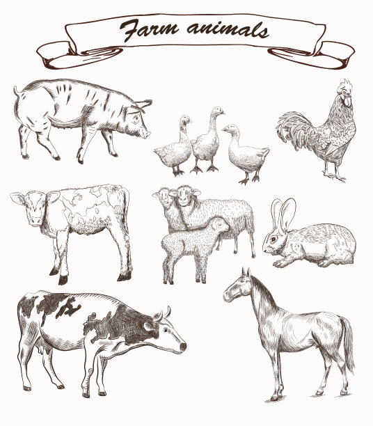 农场动物。白色背景上的一组矢量草图图片下载