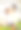 新婚夫妇吃新鲜蔬菜图片下载