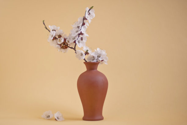 花瓶里的白色樱花。图片下载