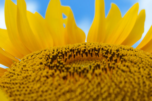 向日葵花托上的雌蕊和雄蕊图片下载