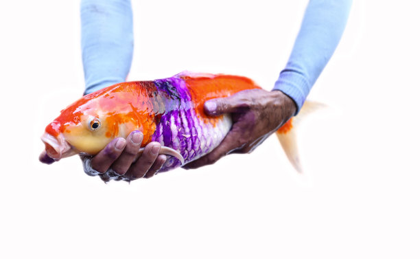 日本鲤鱼身上有伤口图片下载