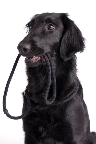 去散步?图片下载