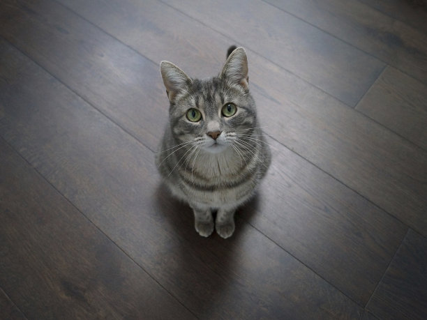 坐在地板上的猫图片下载