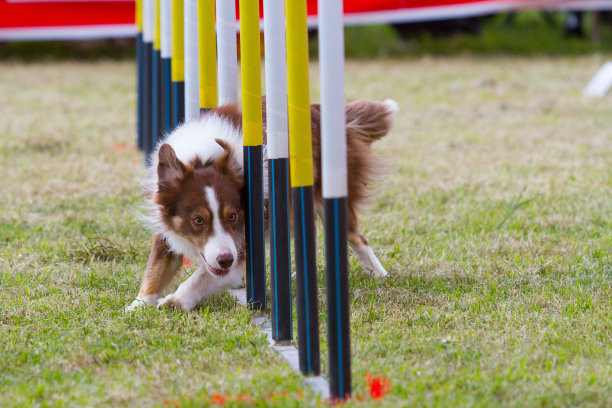 狗在竞争图片下载