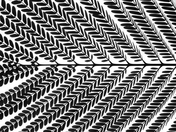 火焰之树的叶子图片下载